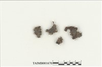 藏品(鏈齒苔屬)的圖片